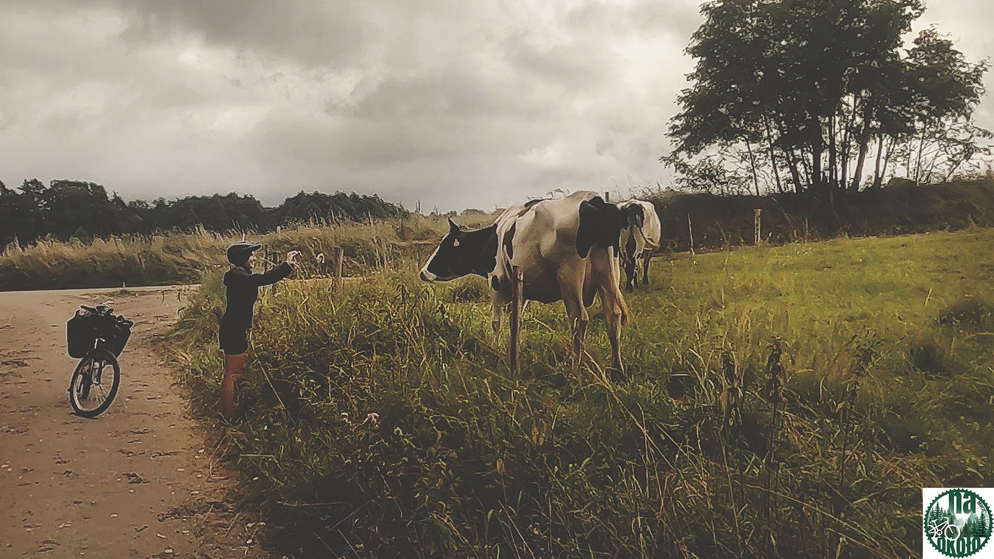 Krowy chowające się przed deszczem