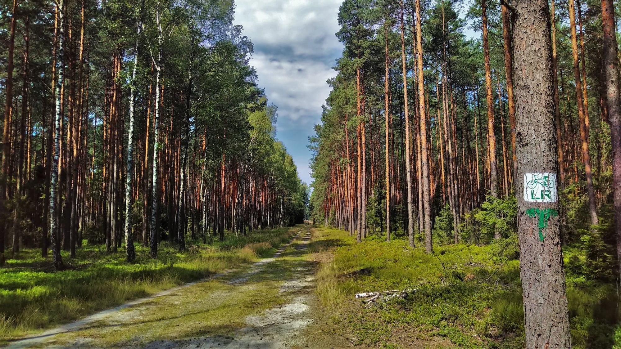 Niekończące się sosnowe lasy towarzyszące na szlaku Leśno Rajza. Autor: pskpaw