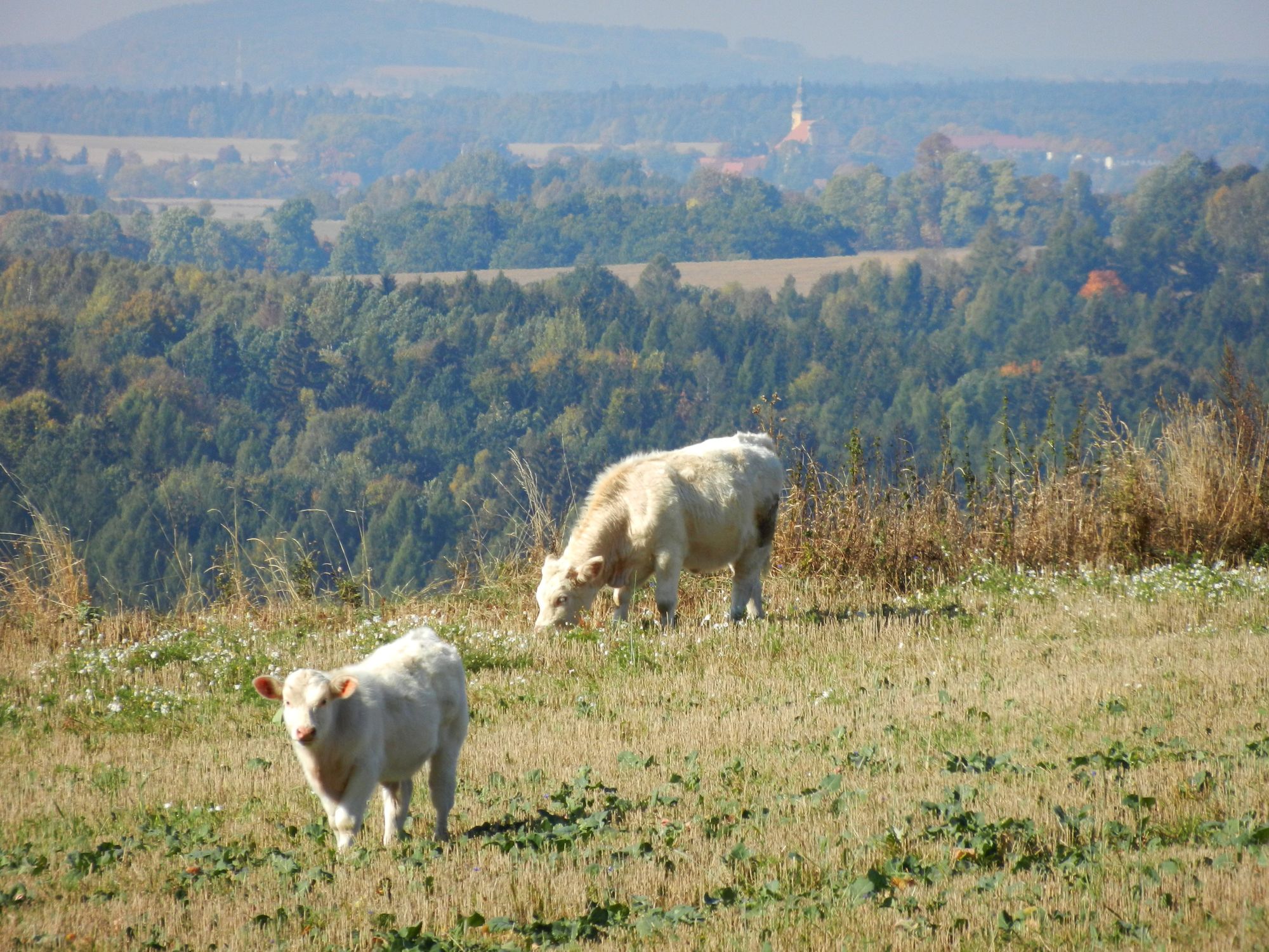 Pastwiska koło Kleczy